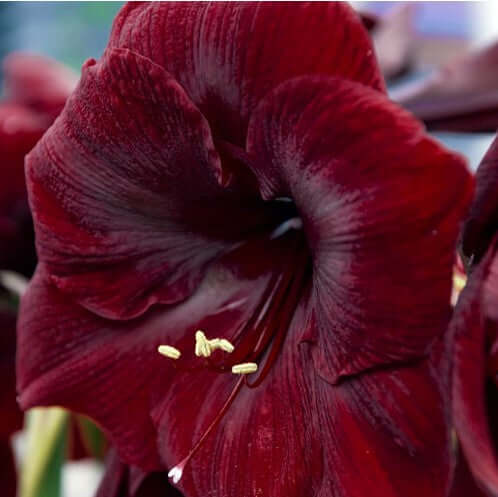 Amaryllis Bulb - Fernwood & Co