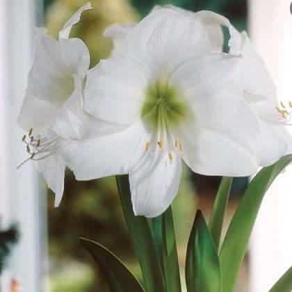 Amaryllis Bulb - Fernwood & Co