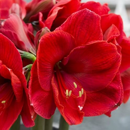 Amaryllis Bulb - Fernwood & Co