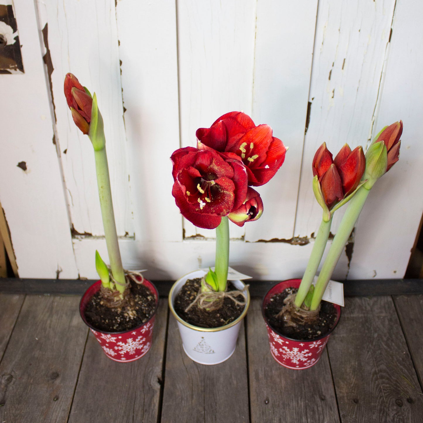 Amaryllis in Pot - Fernwood & Co