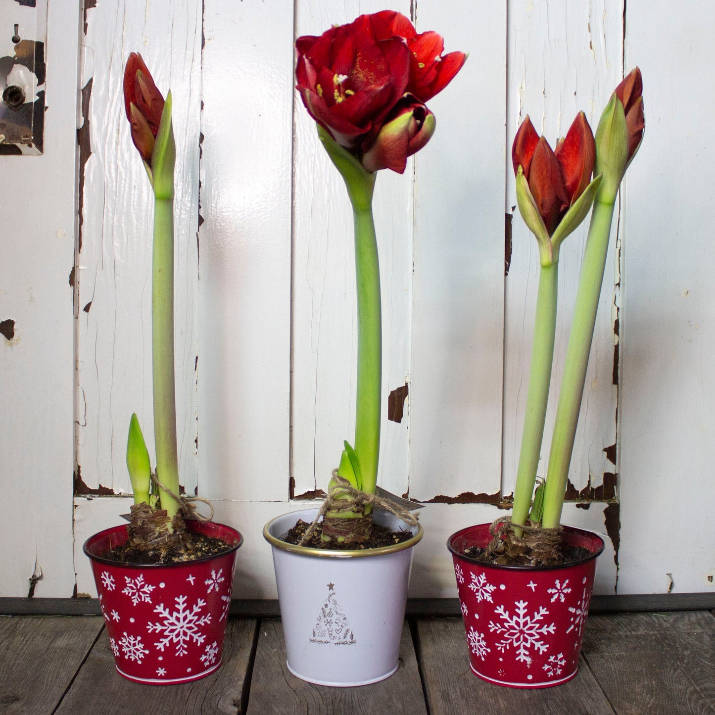 Amaryllis in Pot - Fernwood & Co