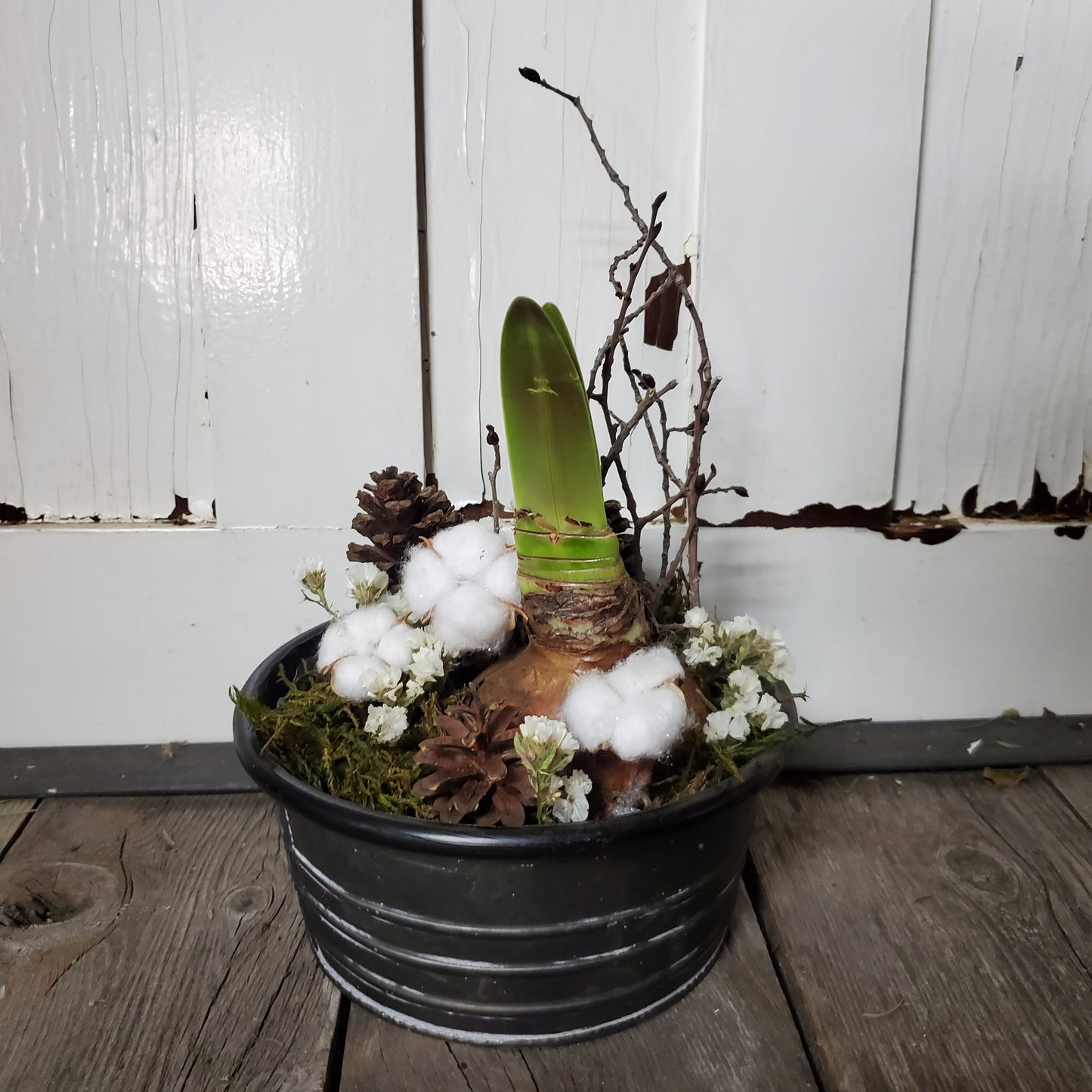 Amaryllis Winter Centerpiece - Fernwood & Co
