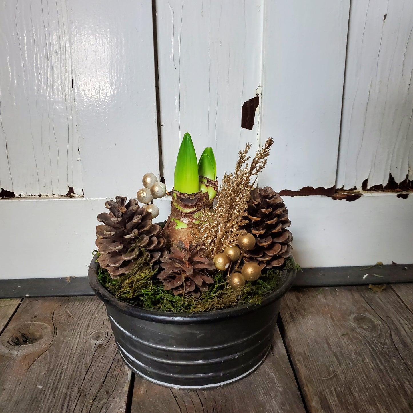 Amaryllis Winter Centerpiece - Fernwood & Co