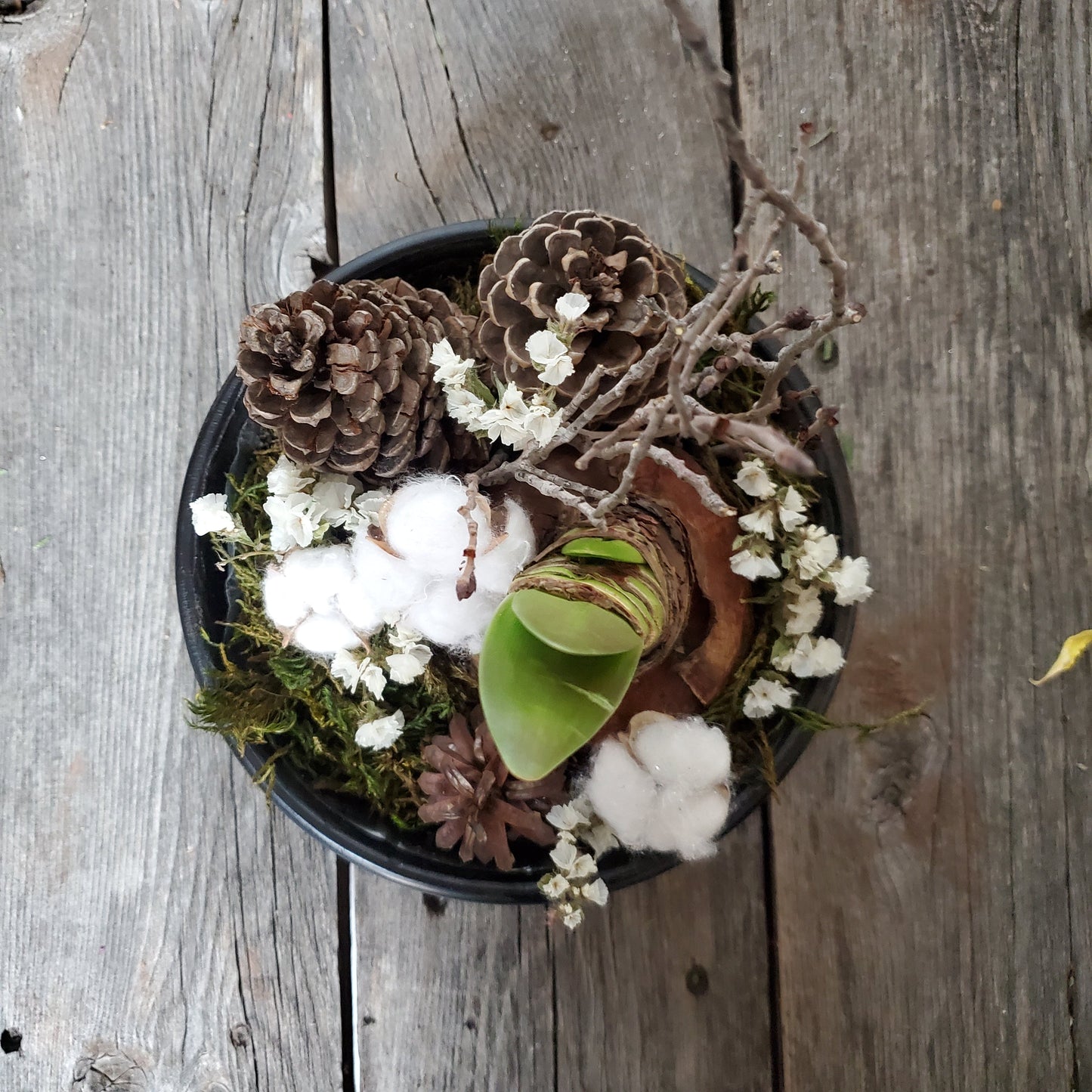 Amaryllis Winter Centerpiece - Fernwood & Co