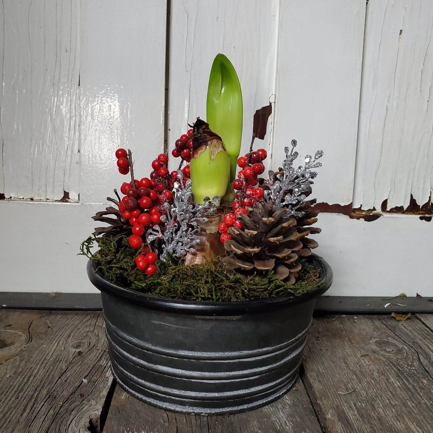 Amaryllis Winter Centerpiece - Fernwood & Co