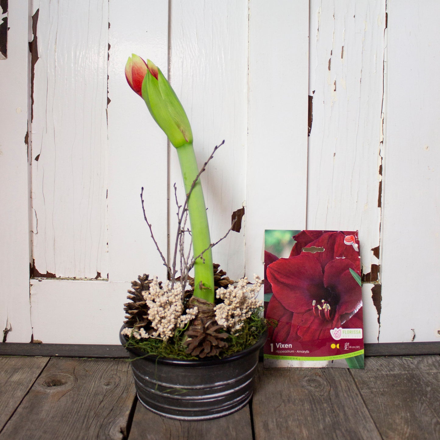 Amaryllis Winter Centerpiece - Fernwood & Co