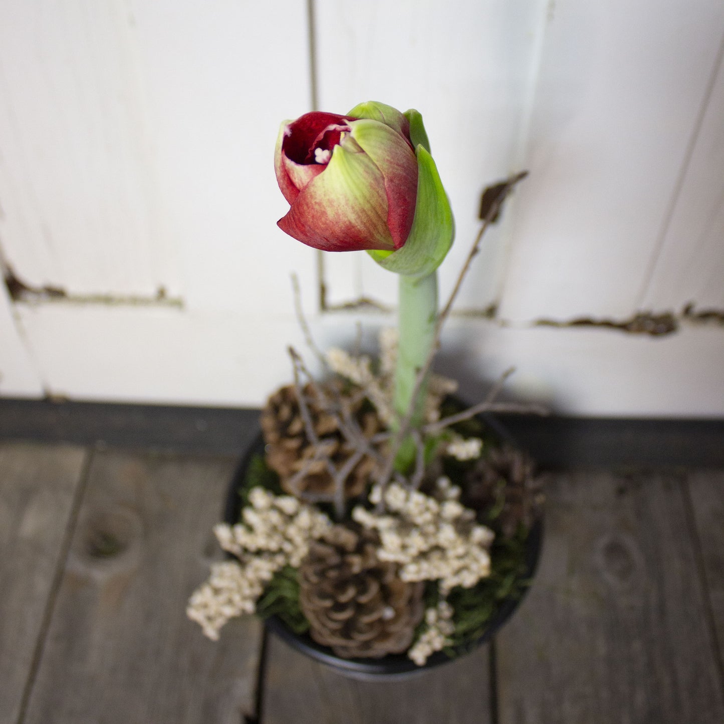 Amaryllis Winter Centerpiece - Fernwood & Co