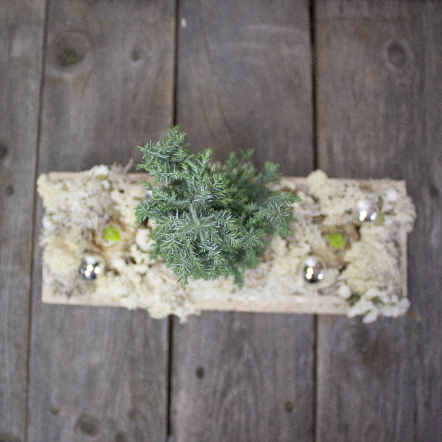 Cypress and Hyacinth Living Centerpiece - Fernwood & Co