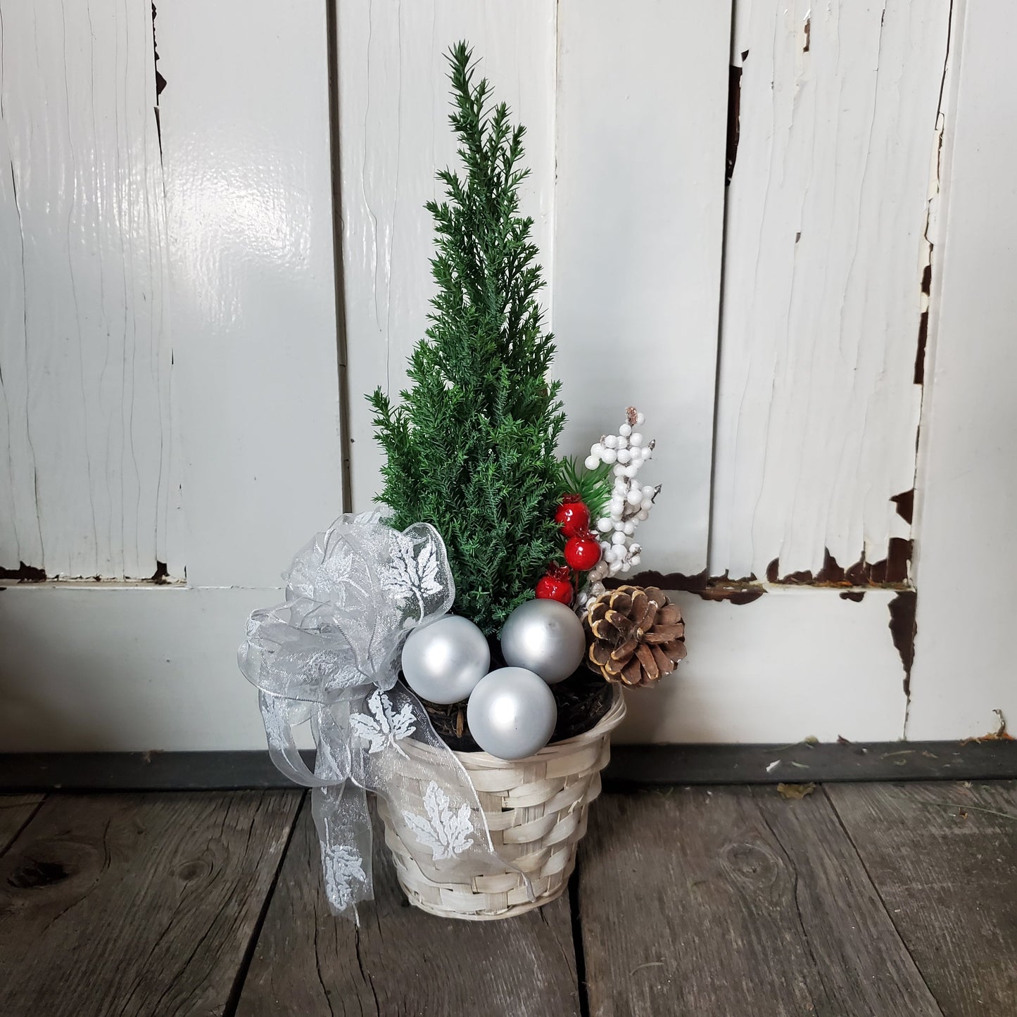 Cypress Tree in Pot - Fernwood & Co