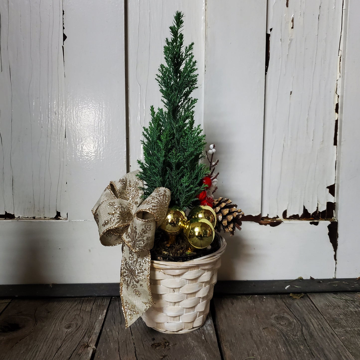 Cypress Tree in Pot - Fernwood & Co