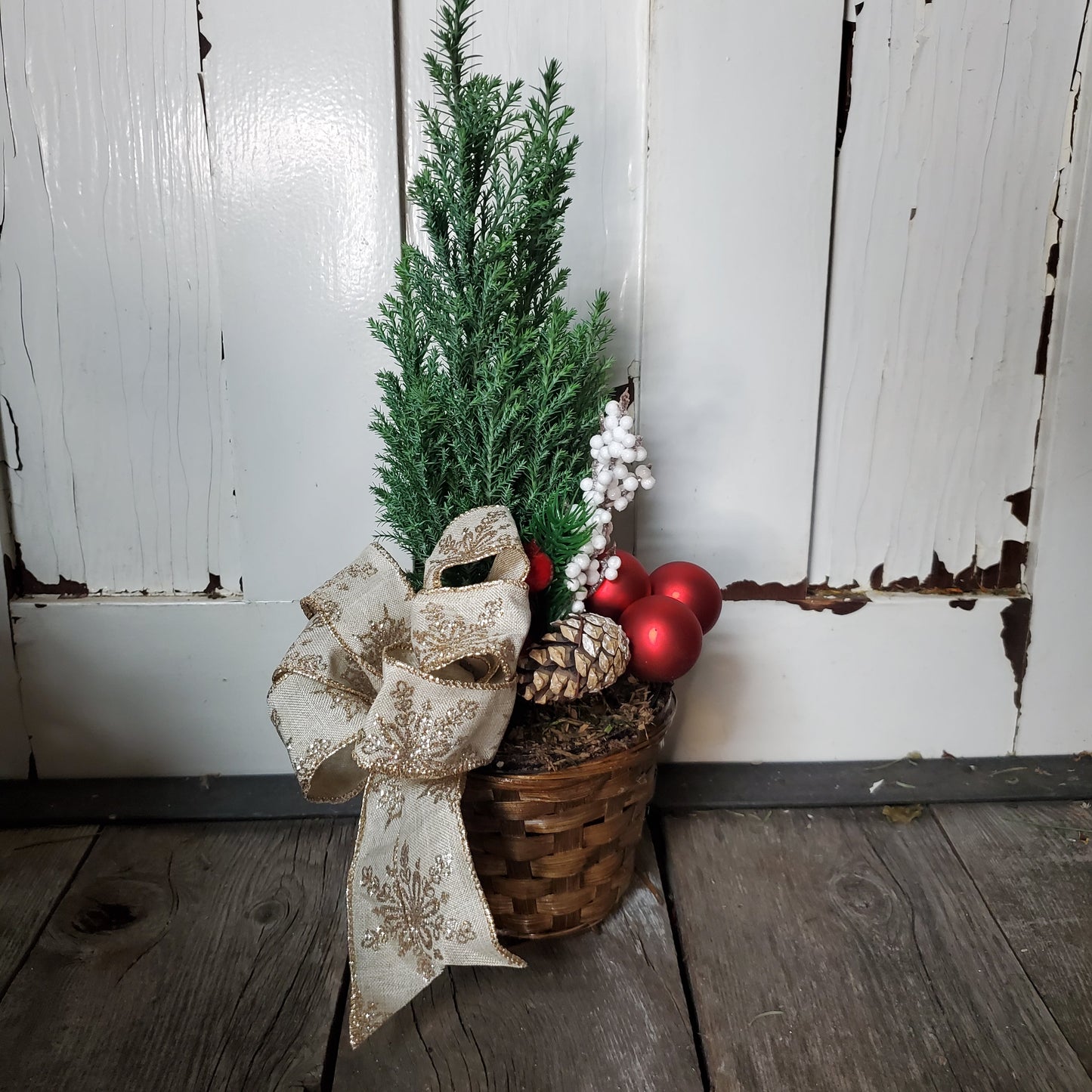 Cypress Tree in Pot - Fernwood & Co