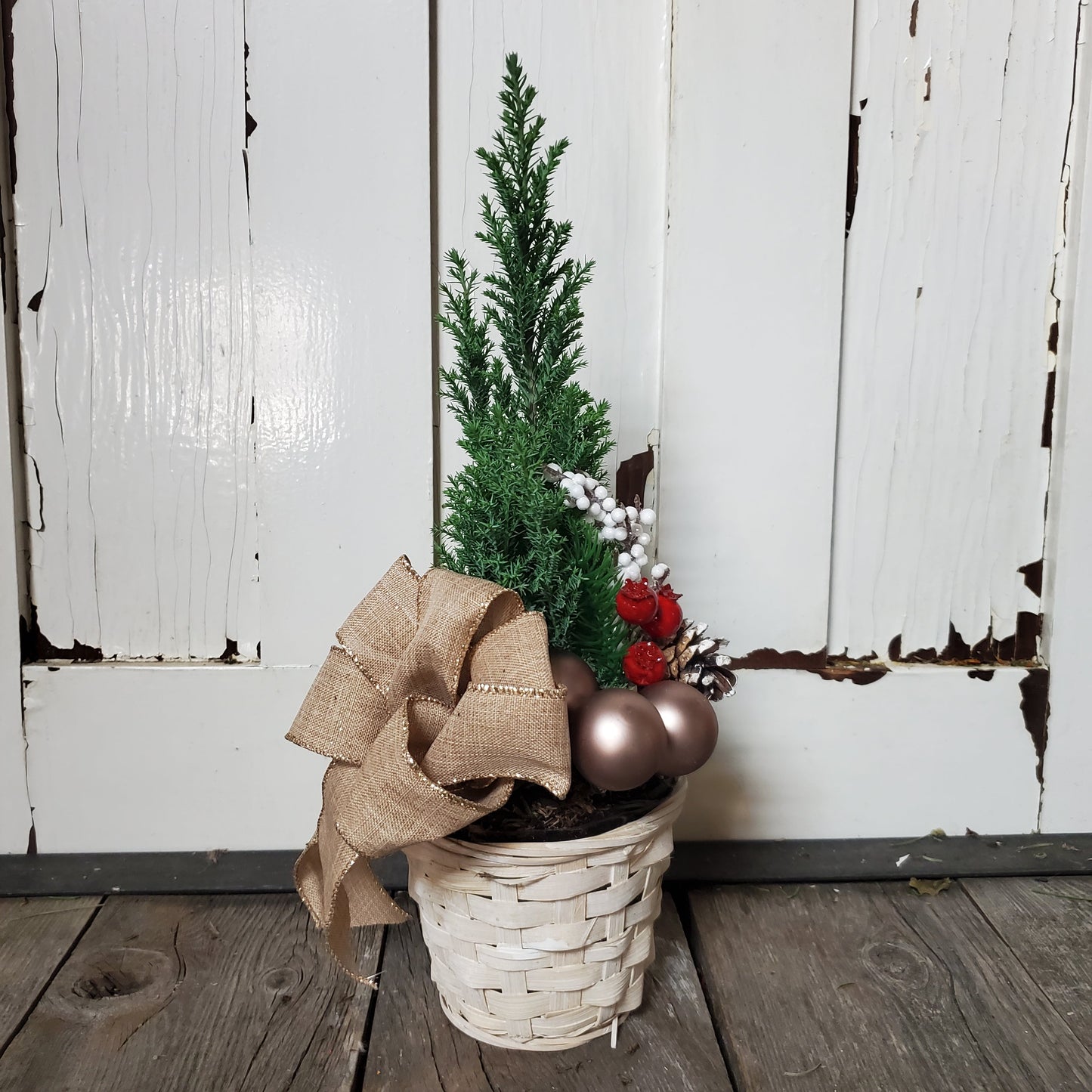 Cypress Tree in Pot - Fernwood & Co