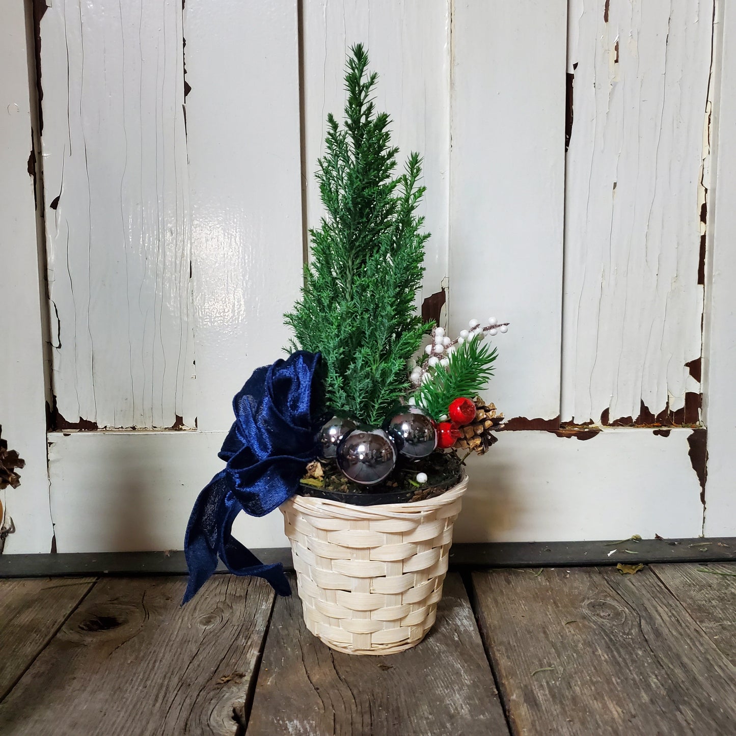 Cypress Tree in Pot - Fernwood & Co