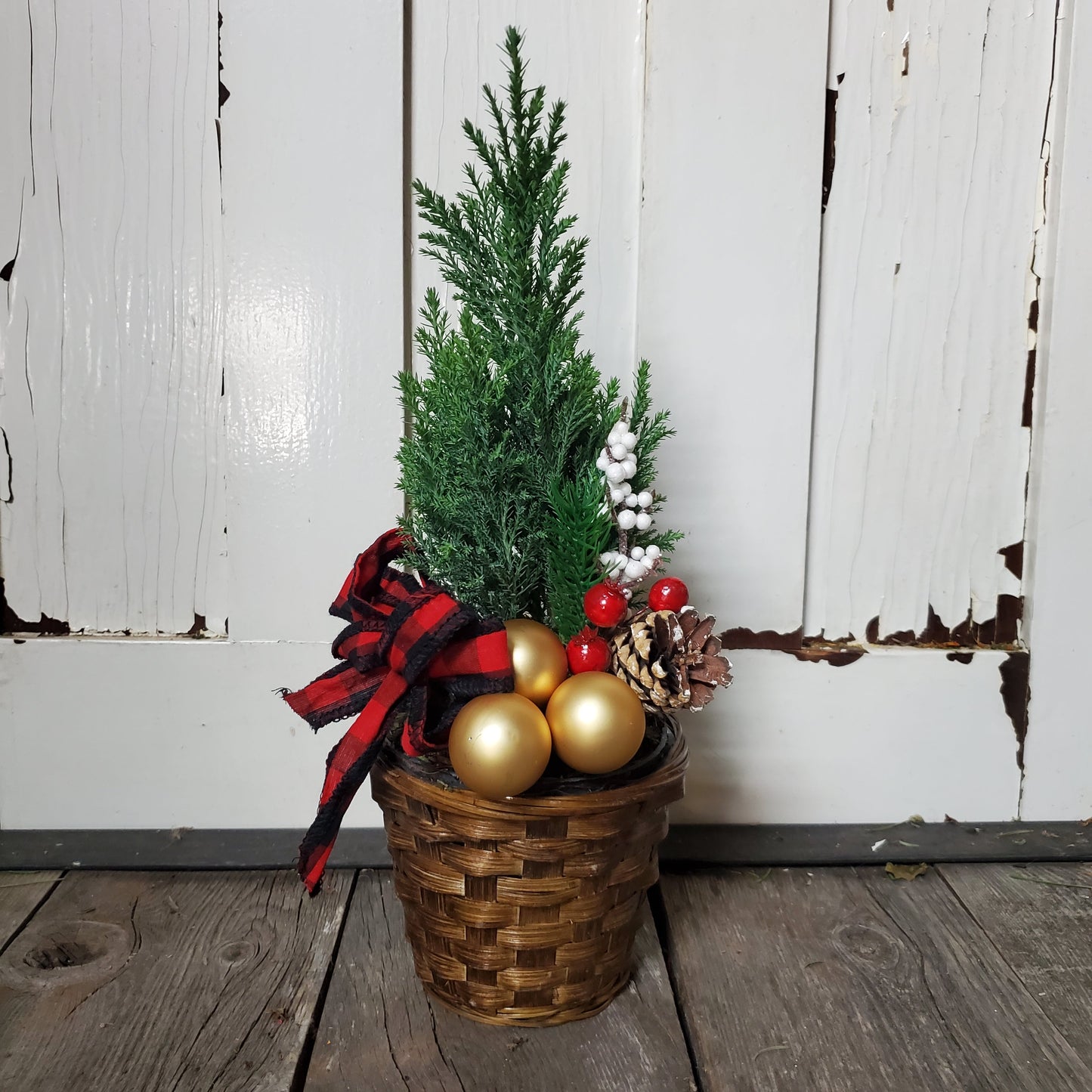 Cypress Tree in Pot - Fernwood & Co