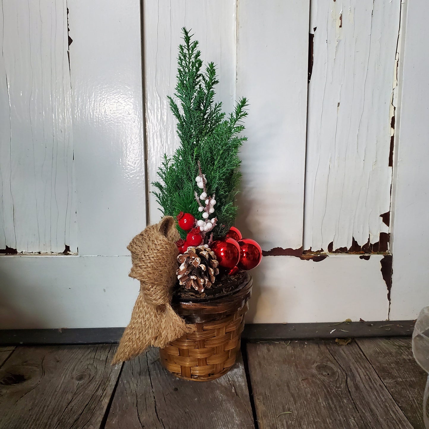 Cypress Tree in Pot - Fernwood & Co