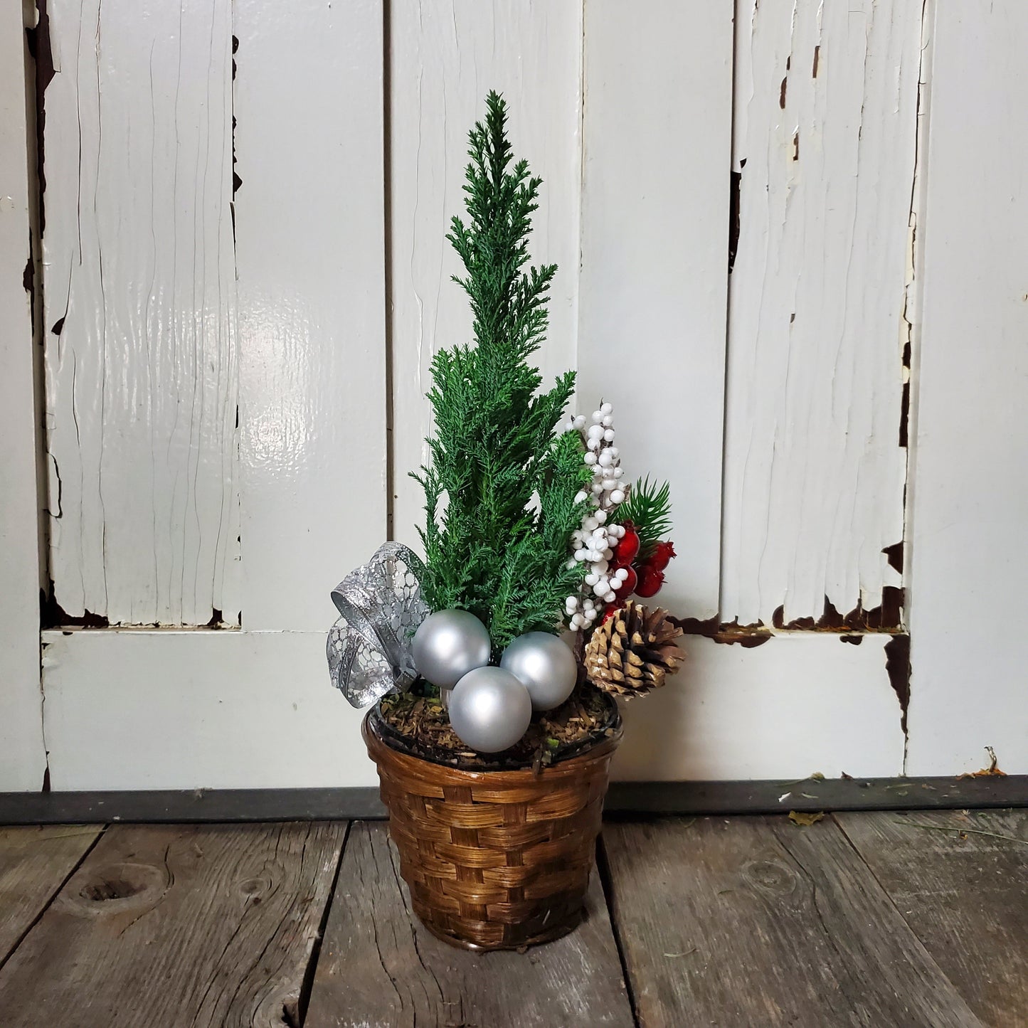 Cypress Tree in Pot - Fernwood & Co