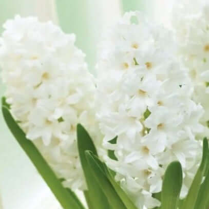 Hyacinth Winter Centerpiece - Fernwood & Co