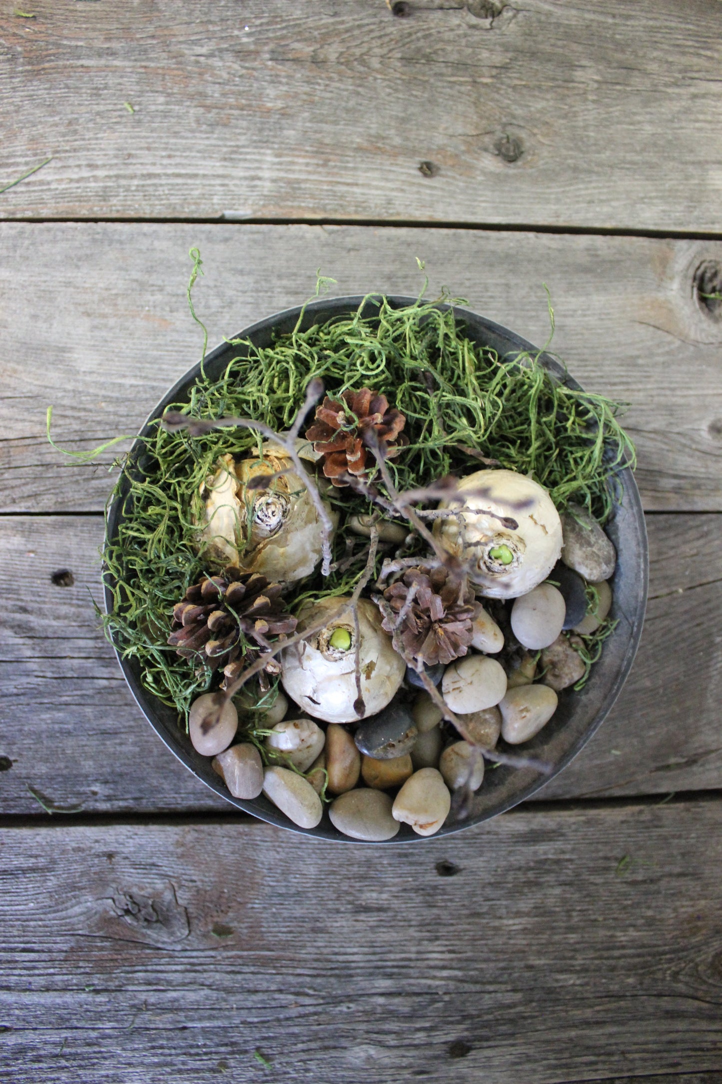 Hyacinth Winter Round Centerpiece - Fernwood & Co