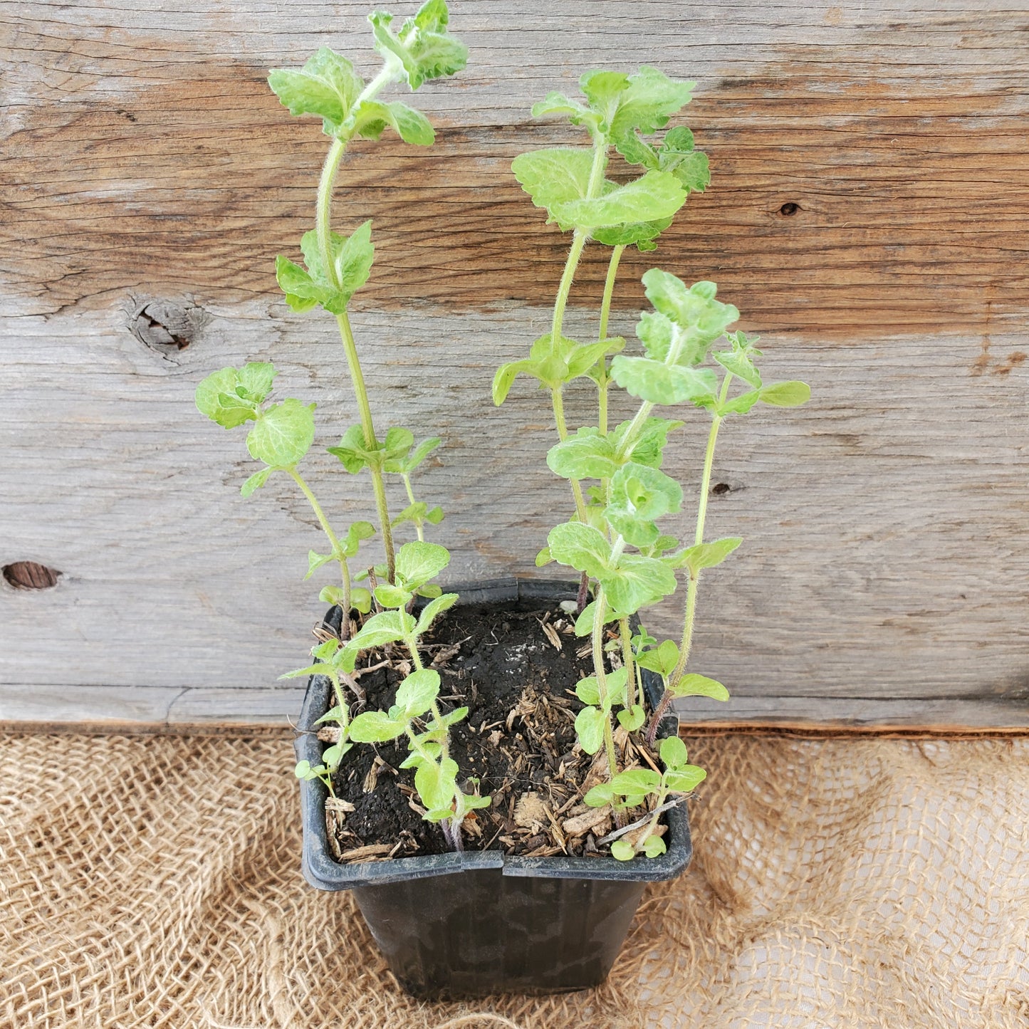 Mojito Mint - Fernwood & Co