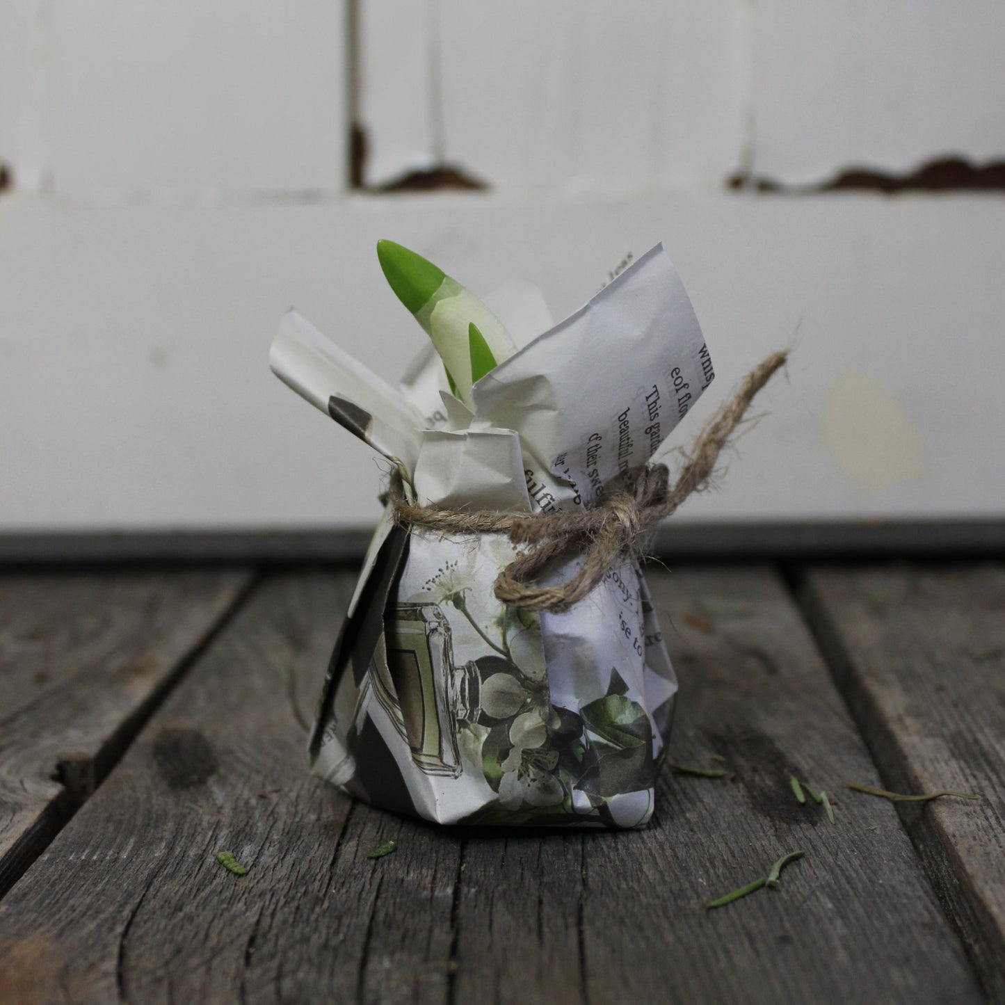 Paperwhite Bulbs - Fernwood & Co