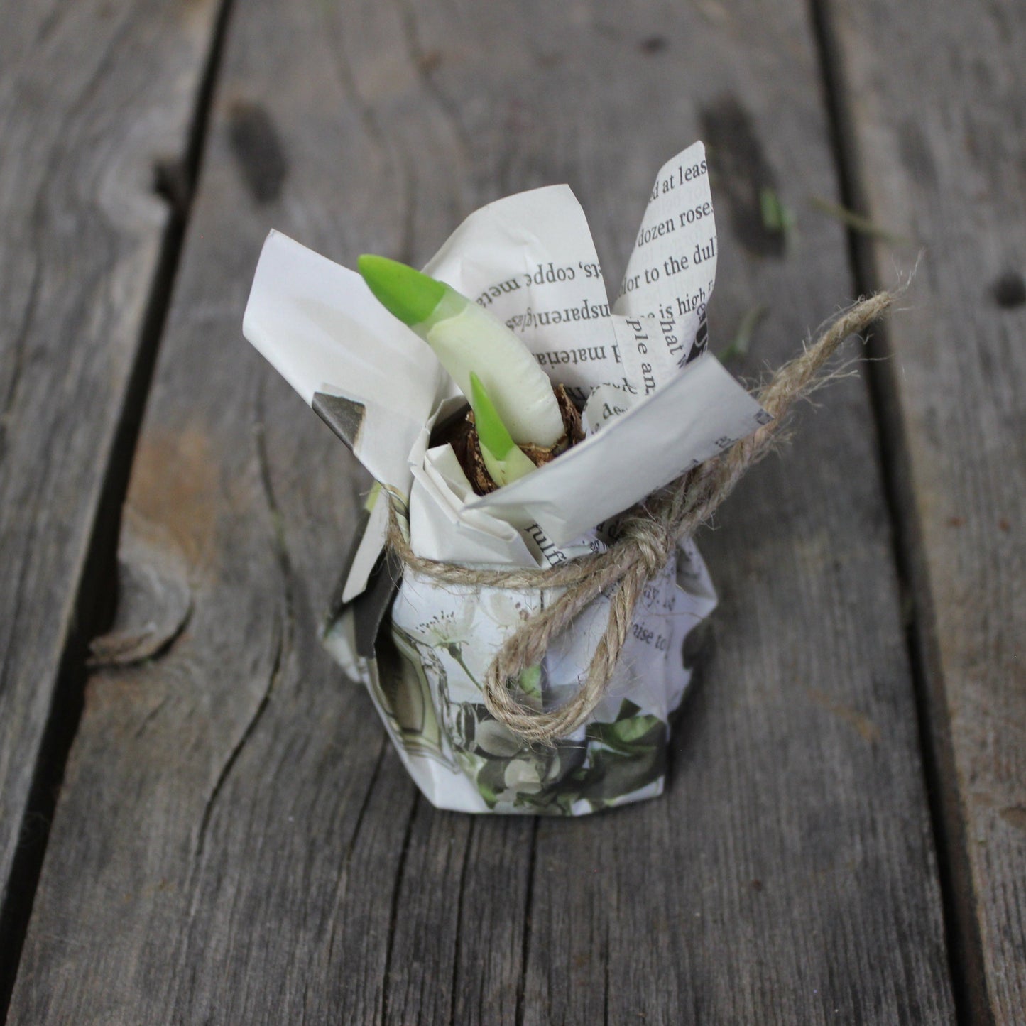 Paperwhite Bulbs - Fernwood & Co