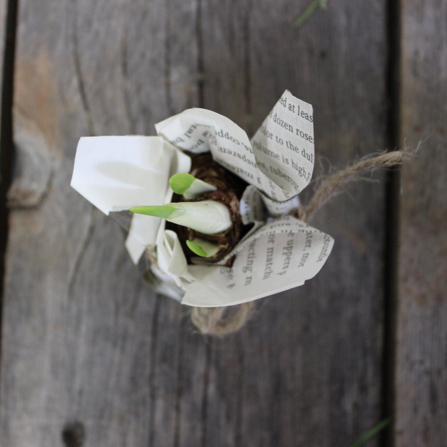 Paperwhite Bulbs - Fernwood & Co