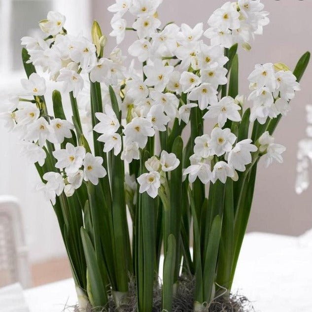 Paperwhite Bulbs - Fernwood & Co