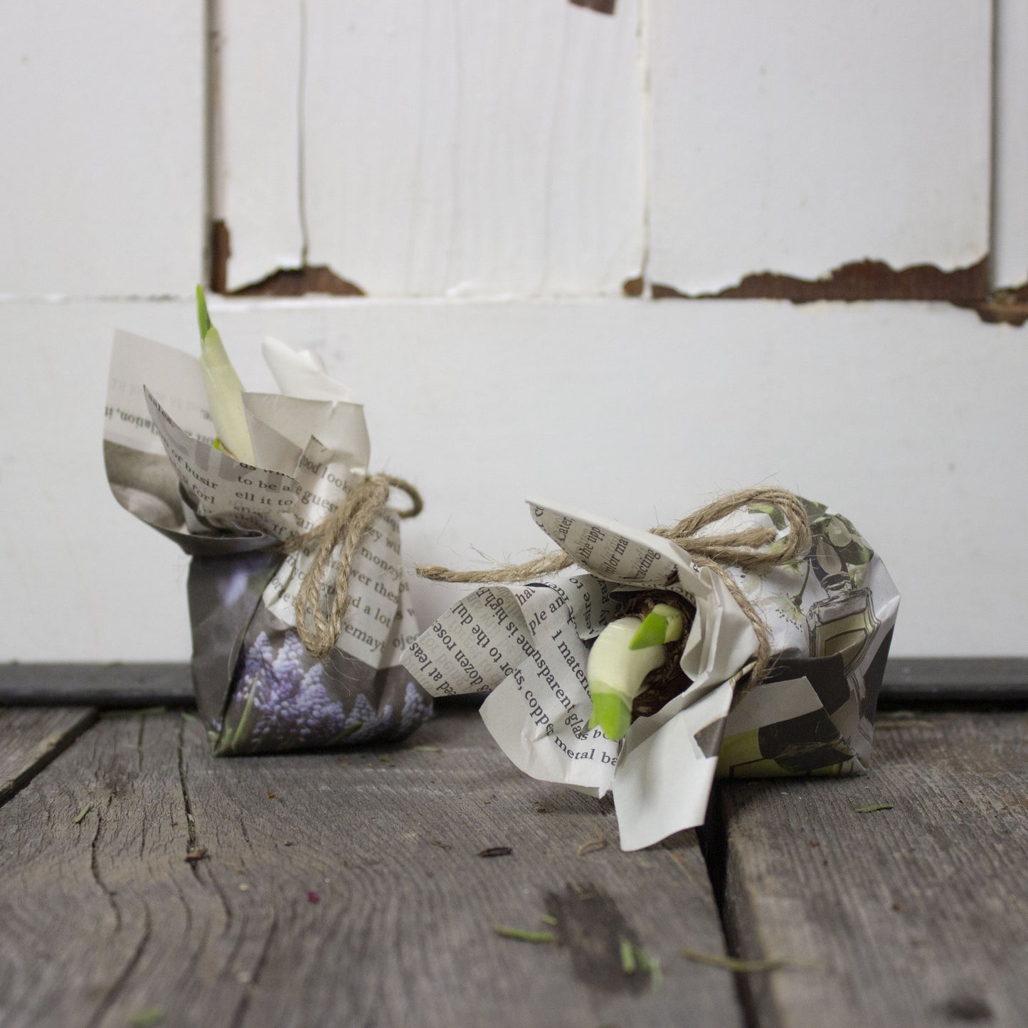 Paperwhite Bulbs - Fernwood & Co