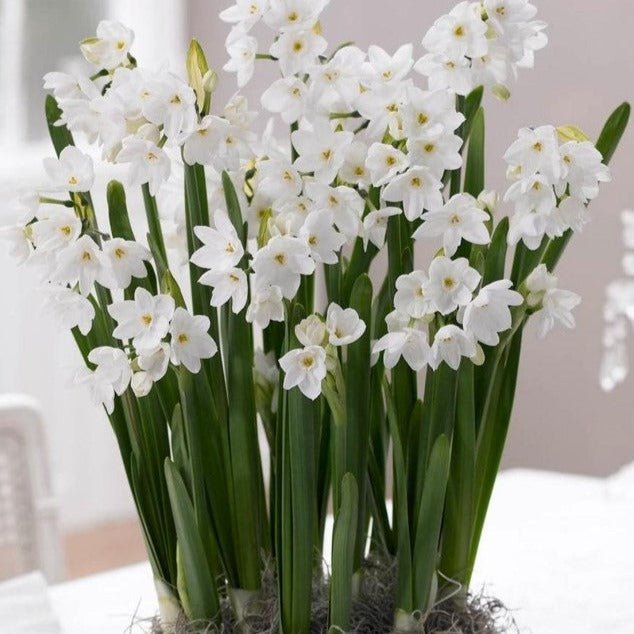 Paperwhite Holiday Centerpiece - Fernwood & Co