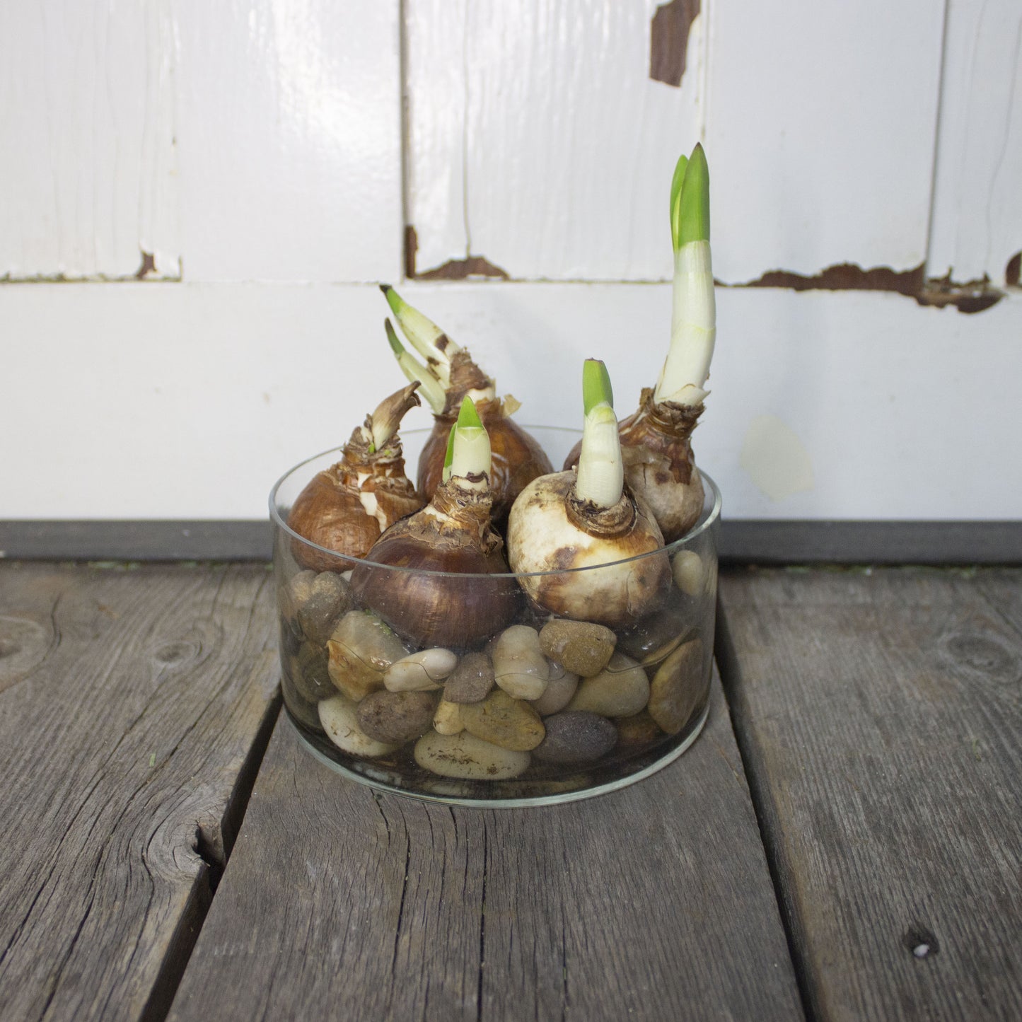 Paperwhite Holiday Centerpiece Large - Fernwood & Co