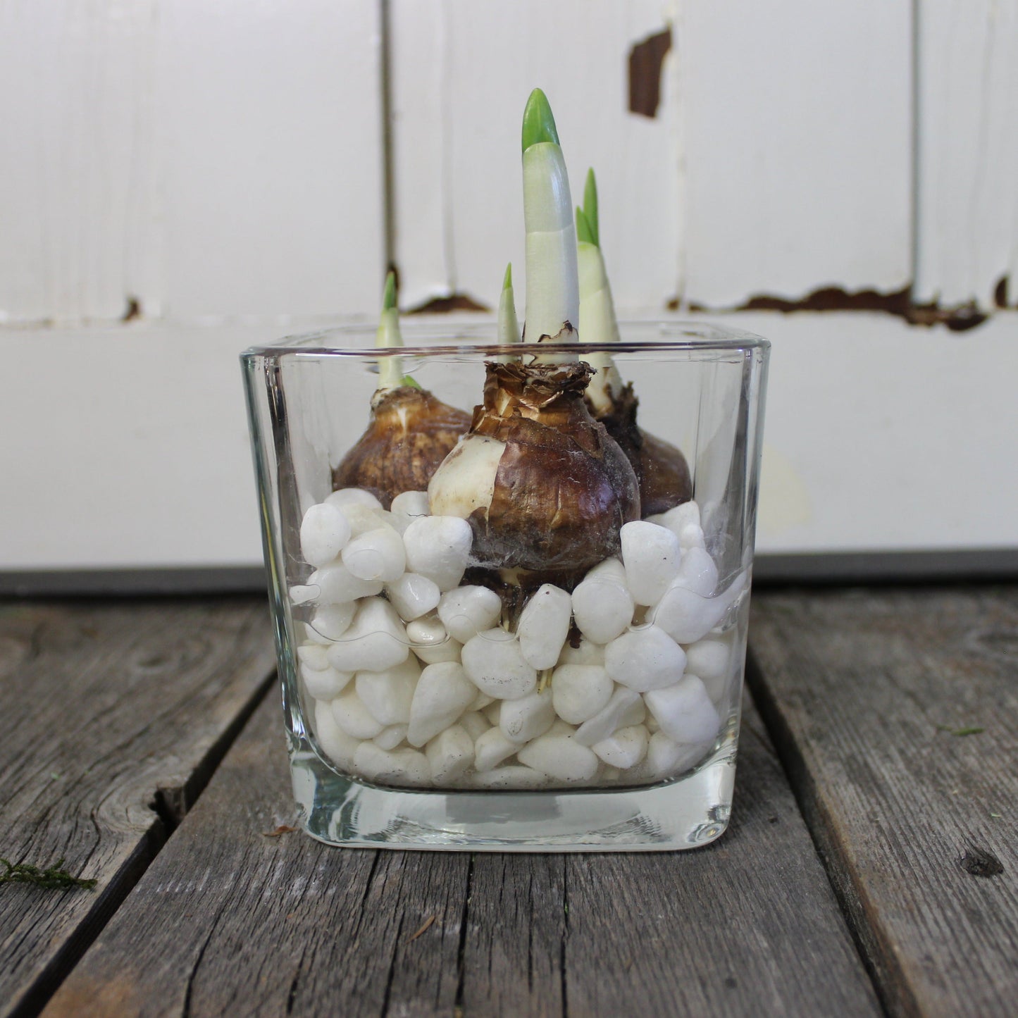 Paperwhite Holiday Centerpiece Small - Fernwood & Co