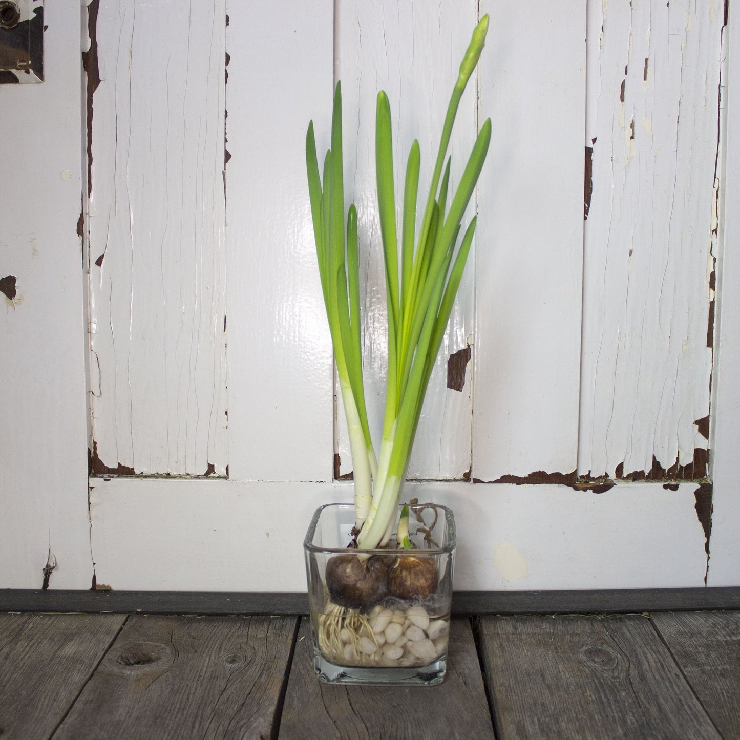 Paperwhite Holiday Centerpiece Small - Fernwood & Co