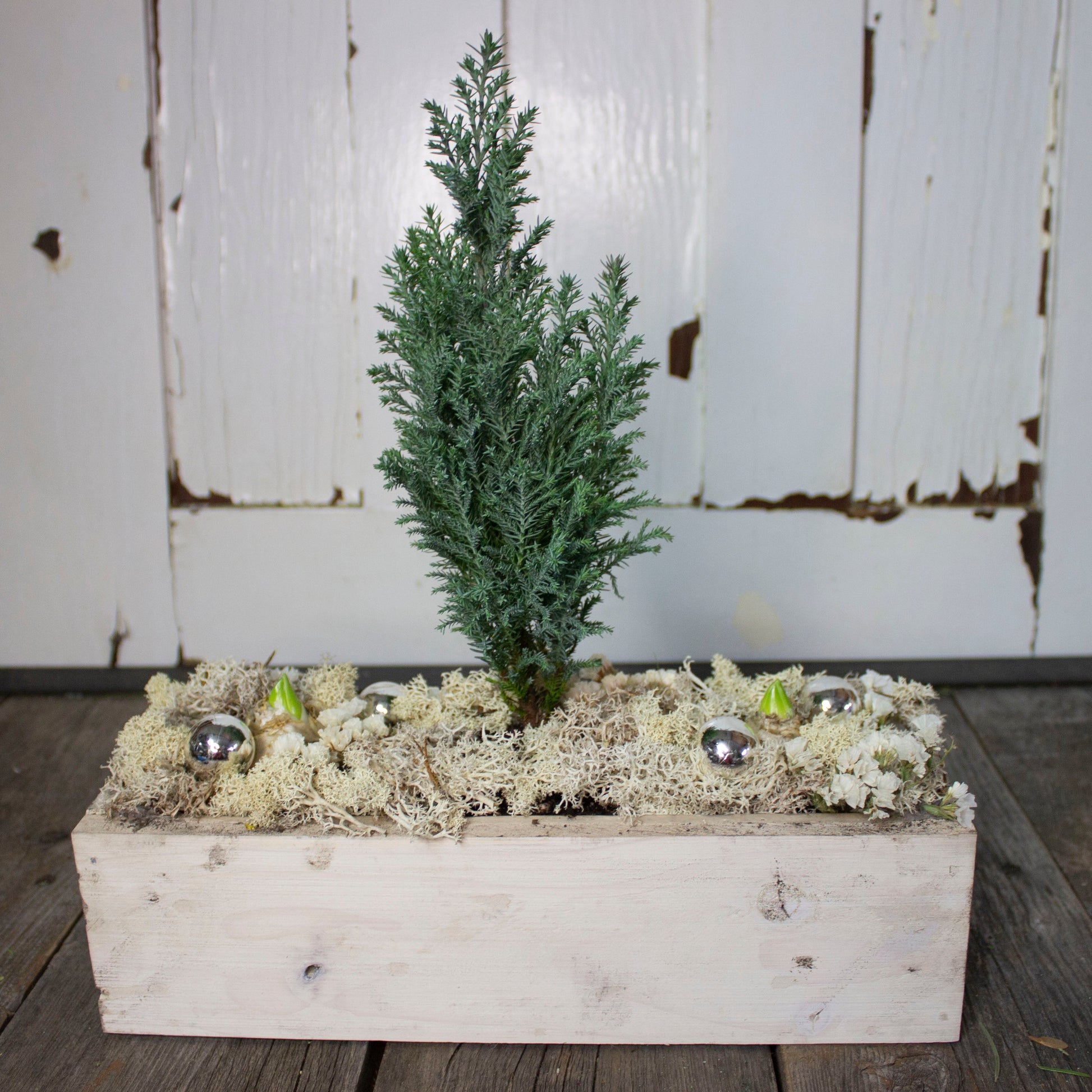 Cypress and Hyacinth Living Centerpiece - Fernwood & Co