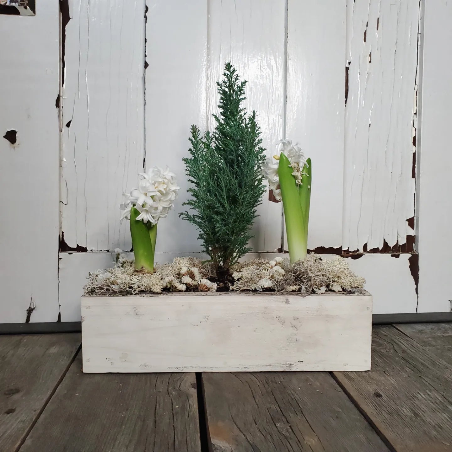 Cypress and Hyacinth Living Centerpiece - Fernwood & Co