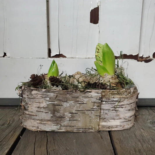 Hyacinth Winter Birch Oval Centerpiece - Fernwood & Co