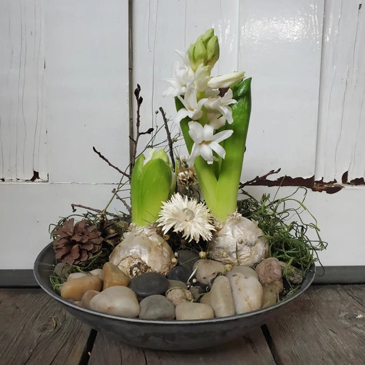 Hyacinth Winter Round Centerpiece - Fernwood & Co