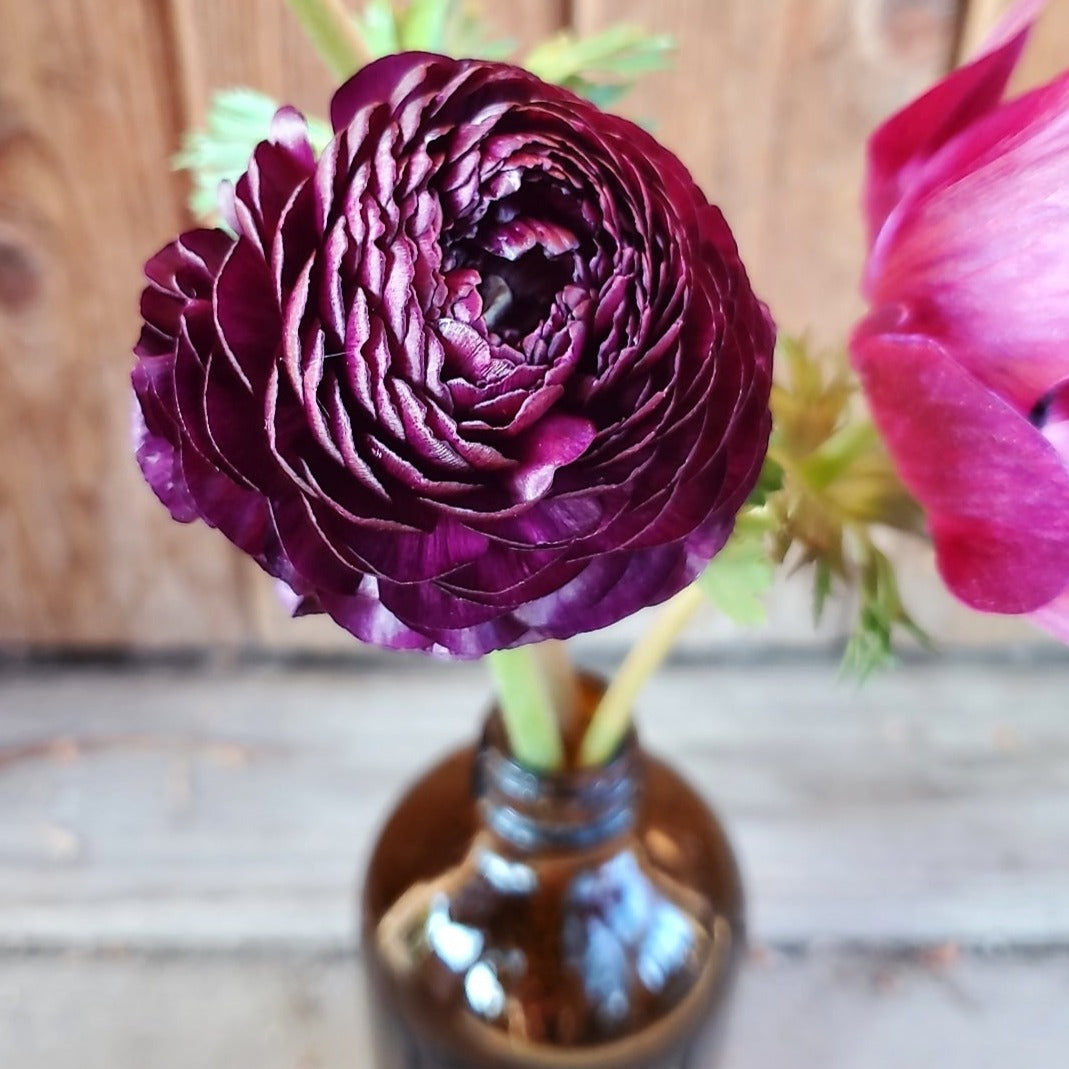 Jar with Ranunculus - Fernwood & Co