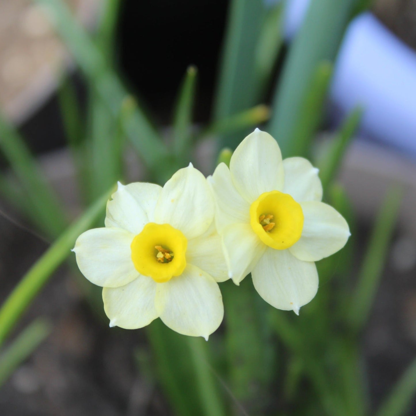 Spring Bulb Planters - Fernwood & Co