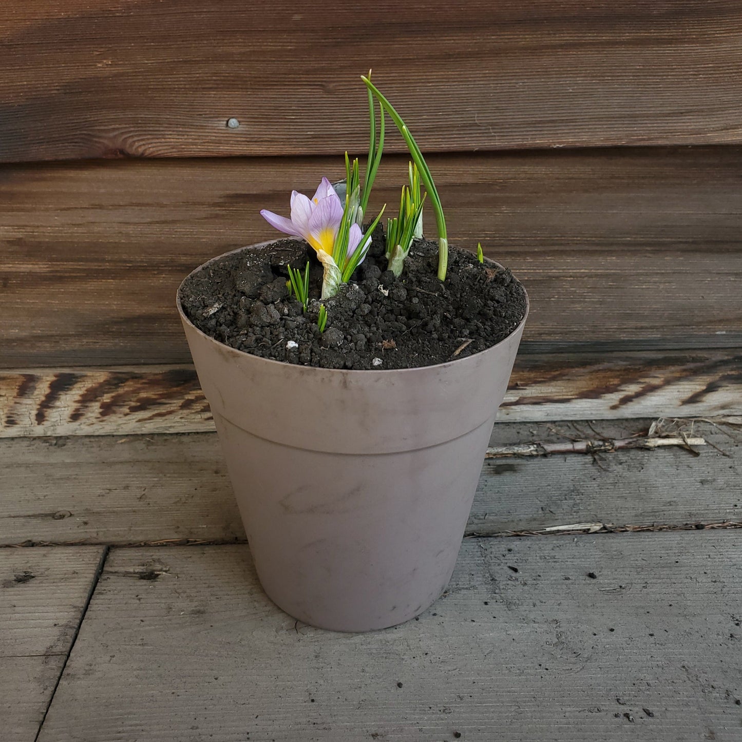 Spring Bulb Planters - Fernwood & Co